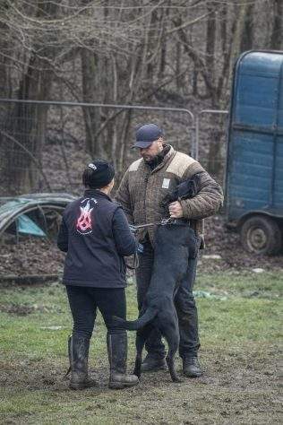 Protection Dog Training