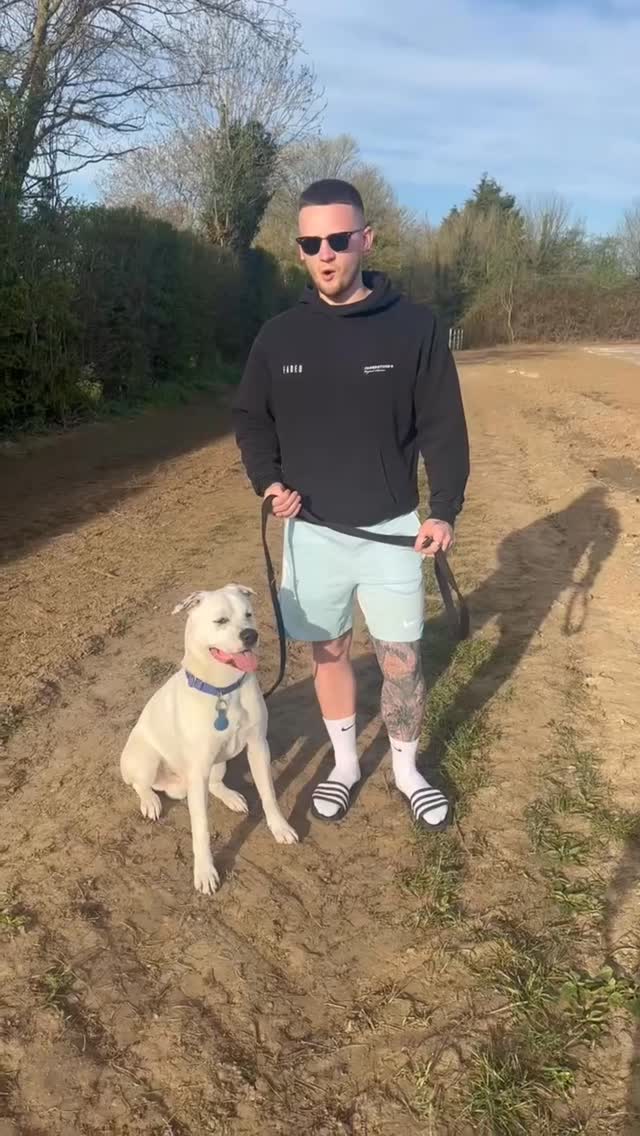 How Do I Introduce a Harness to a Dog That Hates Being Touched?