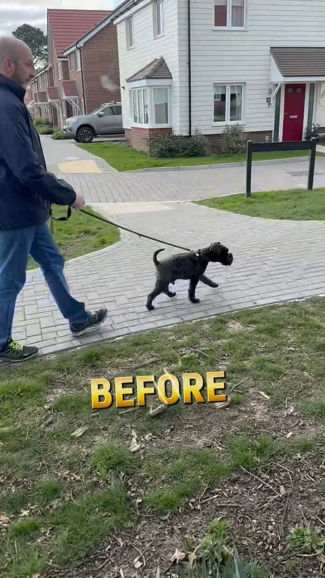 The Top 3 Mistakes Dog Owners Make on Walks (and How to Fix Them)
