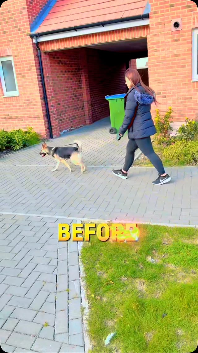 How Do I Walk Two Dogs at Once Without Losing Control?