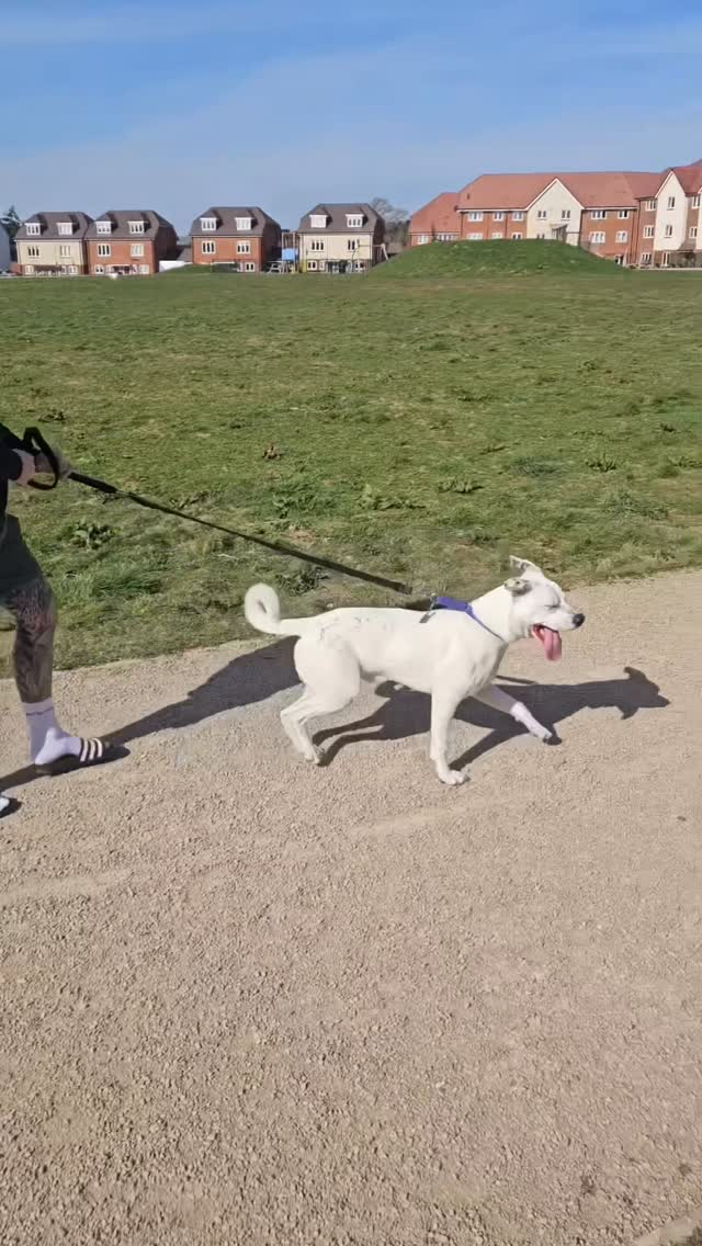 Unlock Your Dog