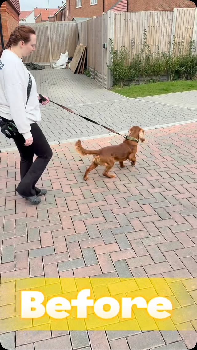 Unlock Your Dog