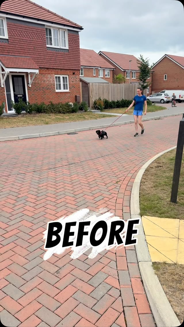 Unleash Your Dog